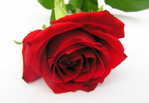 Róża czerwona